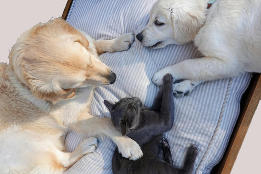 A Beginner’s Guide to Being a New Cat or Dog Owner