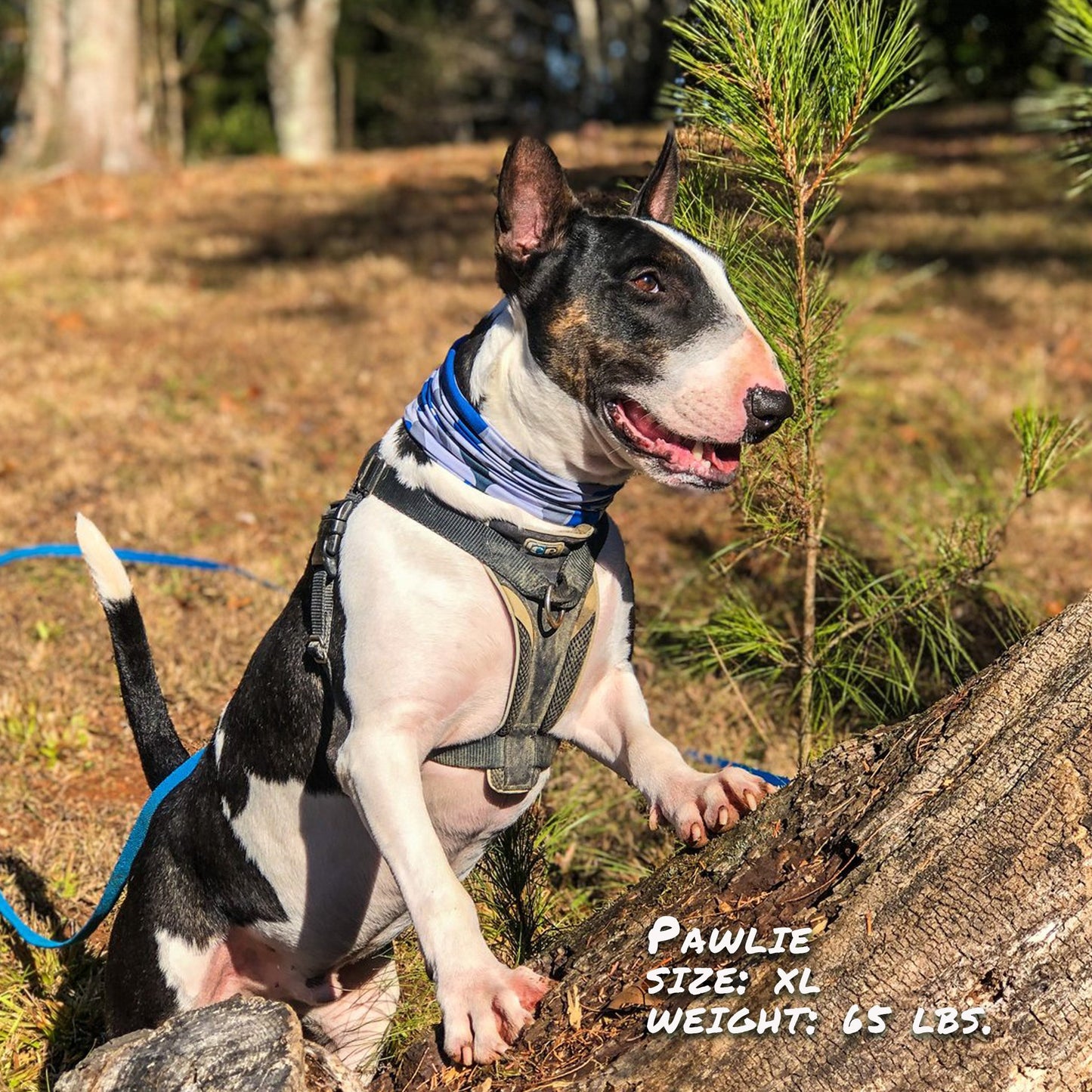 Bone Camo Blue Pup Scruff