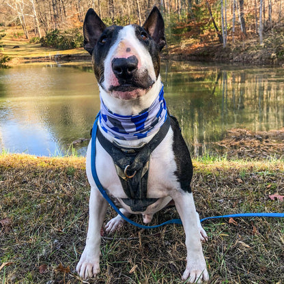 Bone Camo Blue Pup Scruff