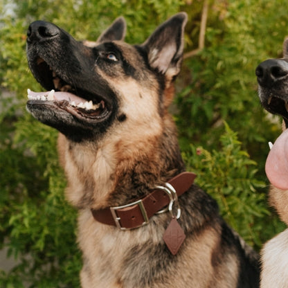 Leather Dog Collar - Classic